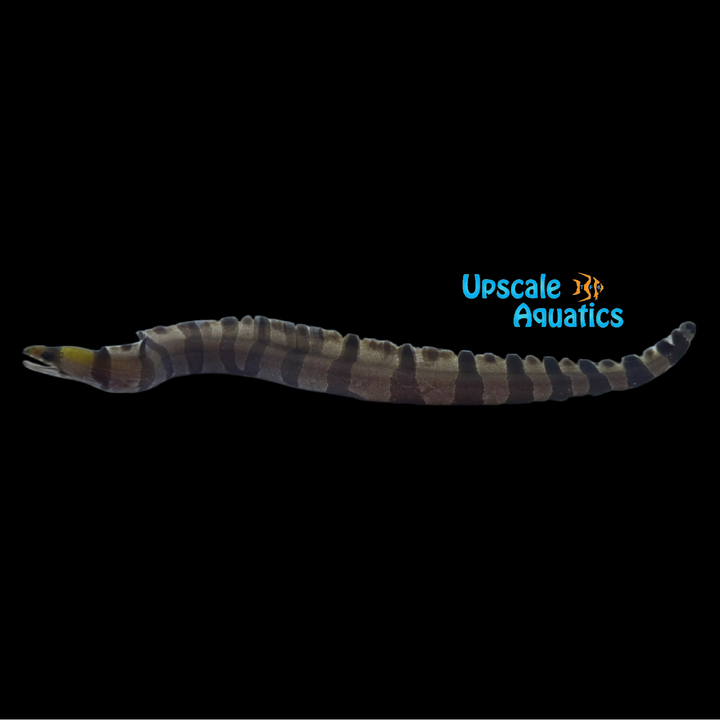 Yellow Head Banded Moray Eel (Gymnothorax rueppelliae)