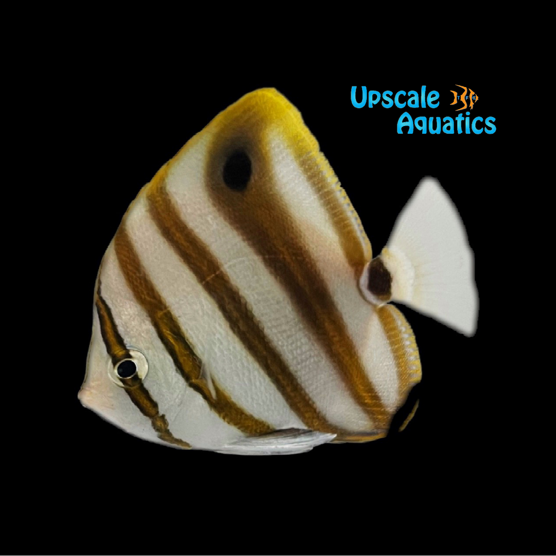 Sixspine Butterflyfish (Parachartodon ocellatus)