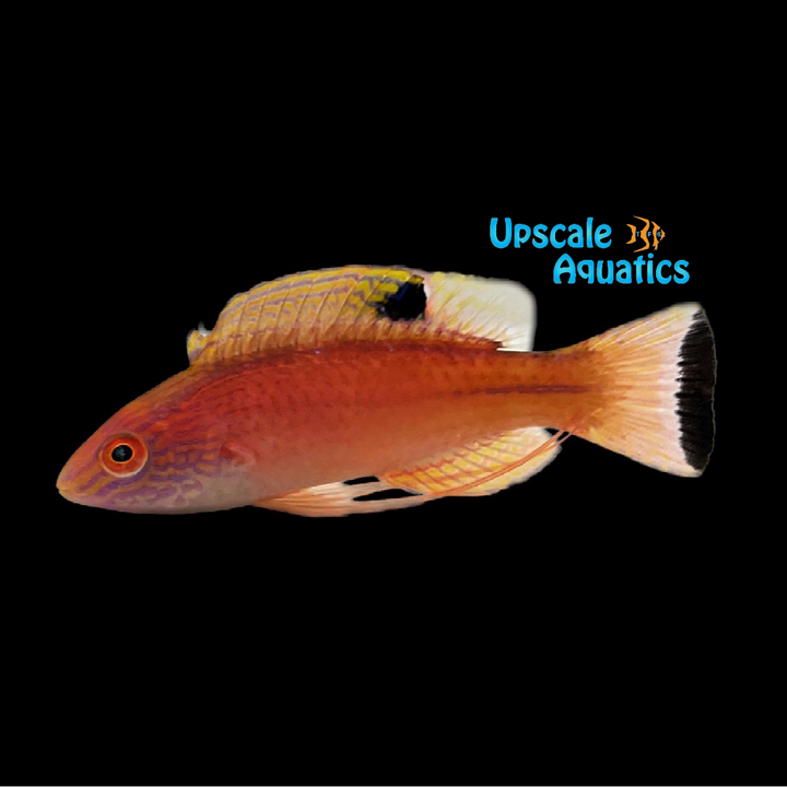 Latigo Fairy Wrasse (Cirrhilabrus briangreenei)