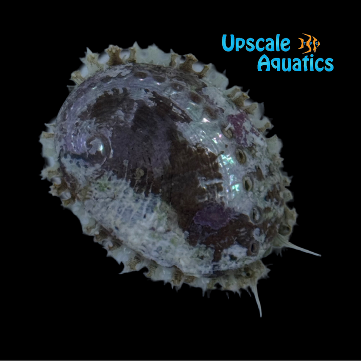 Melanesian Abalone (Haliotis sp.)