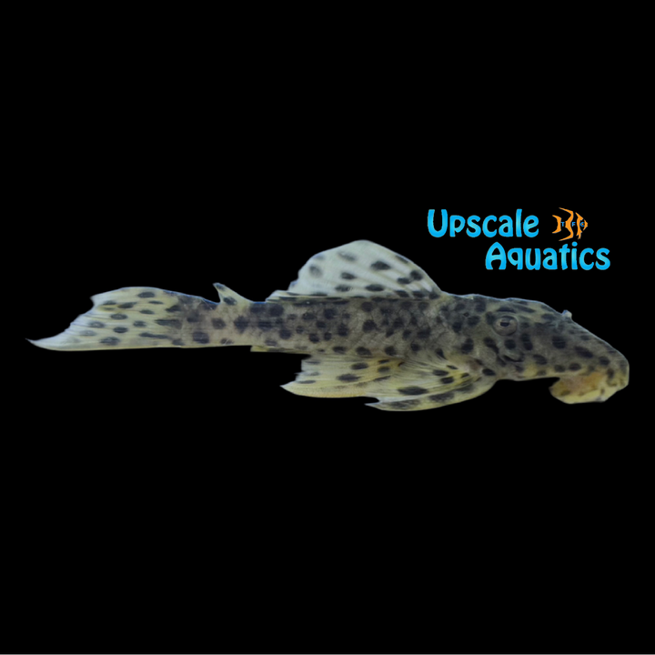 Golden Vampire Pleco L172 (Leporacanthicus heterodon)