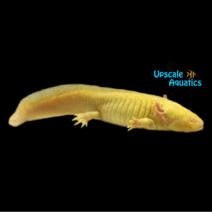 Golden Albino Axolotl (Ambystoma mexicanum)