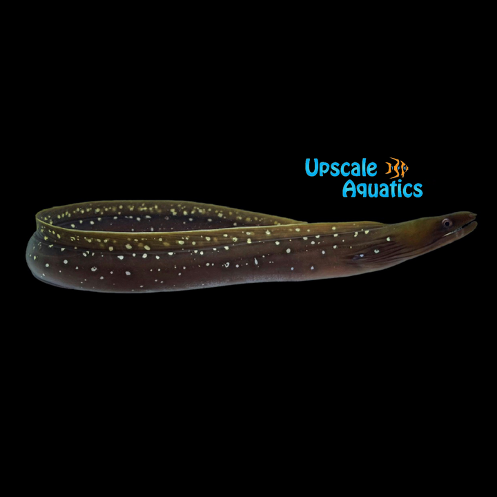 Speckled Moray Eel (Gymnothorax dovii)