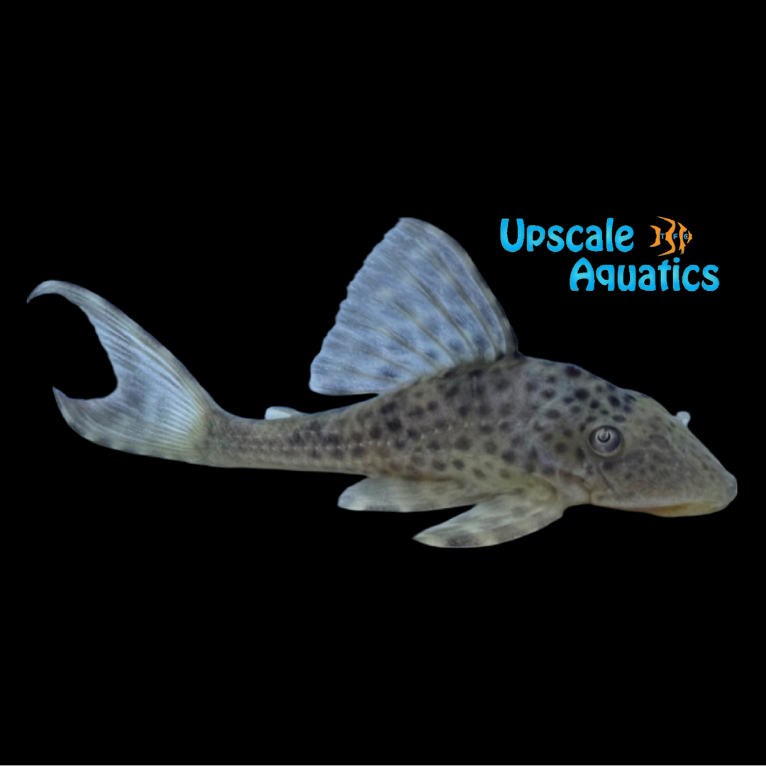 Beige Cochliodon Lyretail Pleco (Hypostomus ericius)
