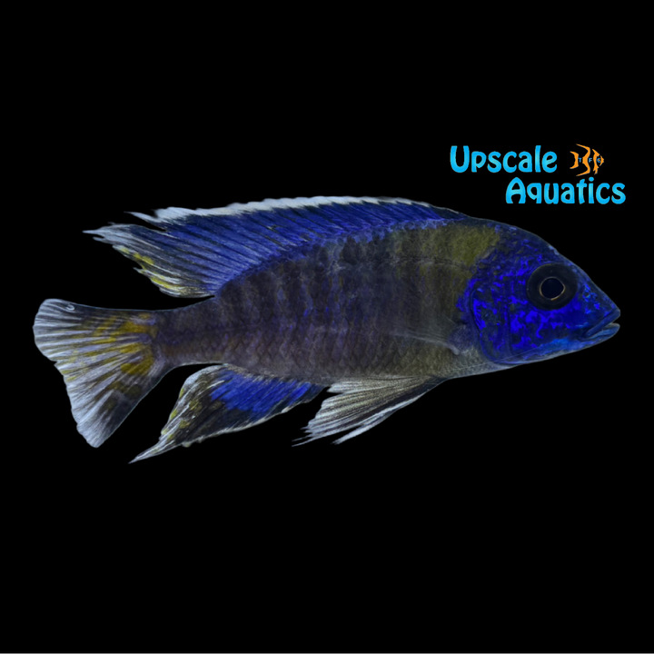 Blue Neon Peacock (Aulonocara stuartgranti blue neon undu reef)