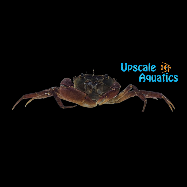 Purple South American Aquatic Crab (Trichodactylus sp. Argentina)
