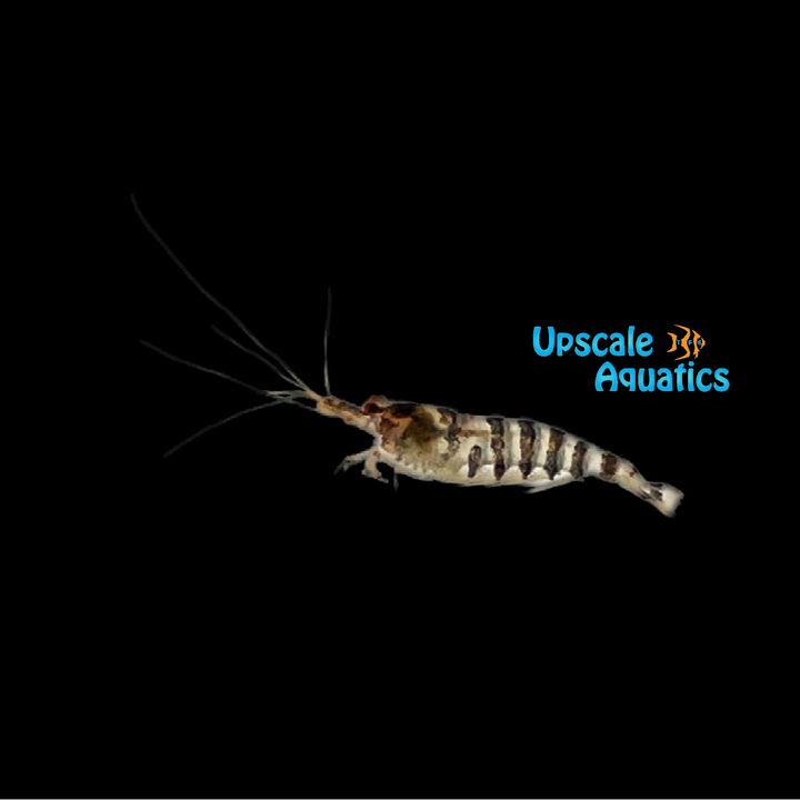 Indian Zebra Shrimp (Caridina babaulti)