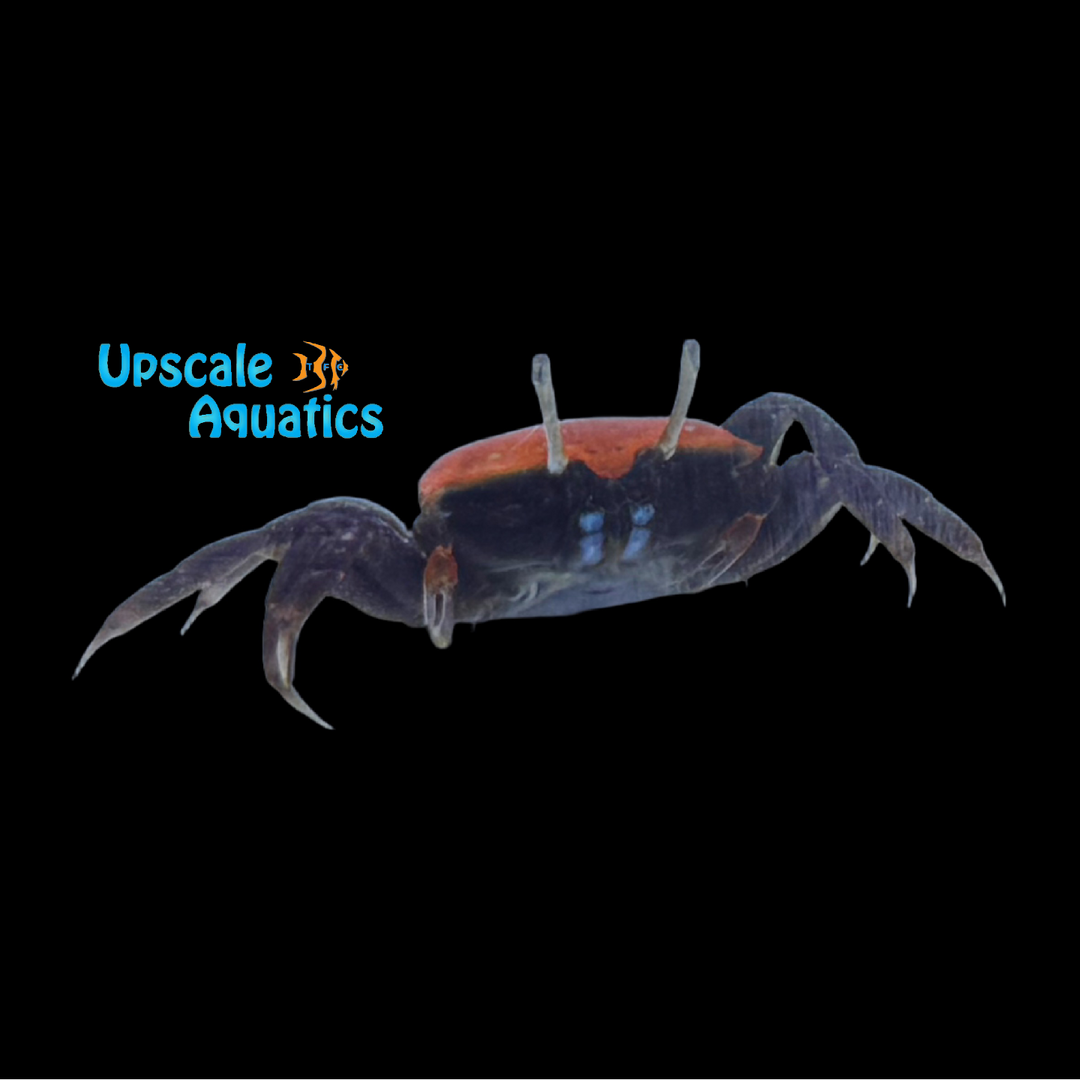 Thick-Legged Fiddler Crab (Paraleptuca crassipes)