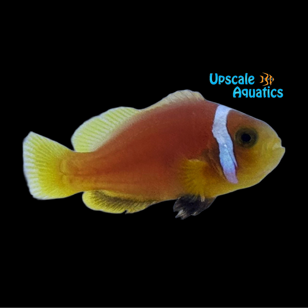 True Rose Skunk Clownfish - Captive Bred (Amphiprion nigripes)