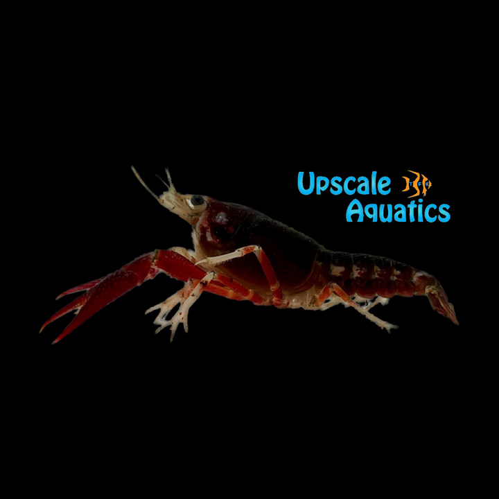 Piebald Ghost Lobster (Procambarus clarkii var. ghost)
