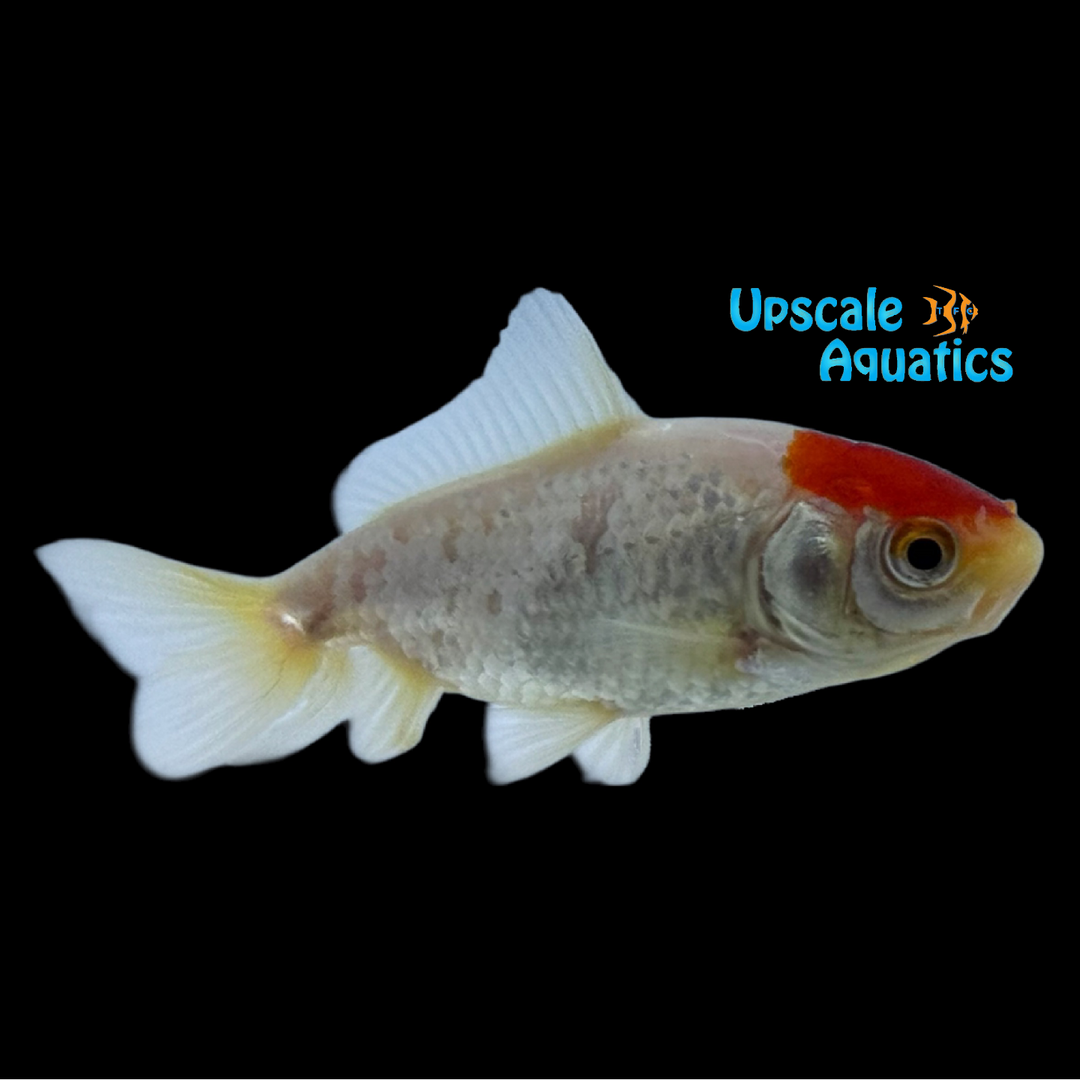 Assorted Wakin Goldfish (Carassius auratus)