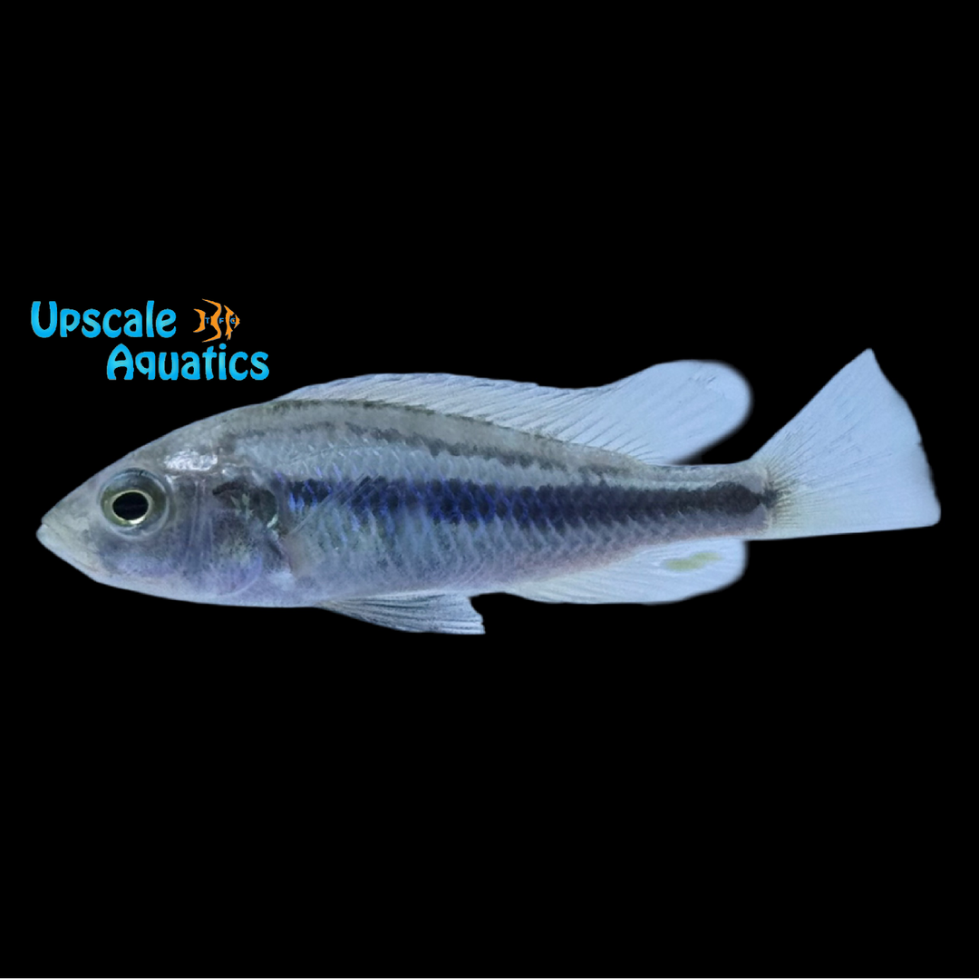Broken Bar Cichlid (Haplochromis paropius)