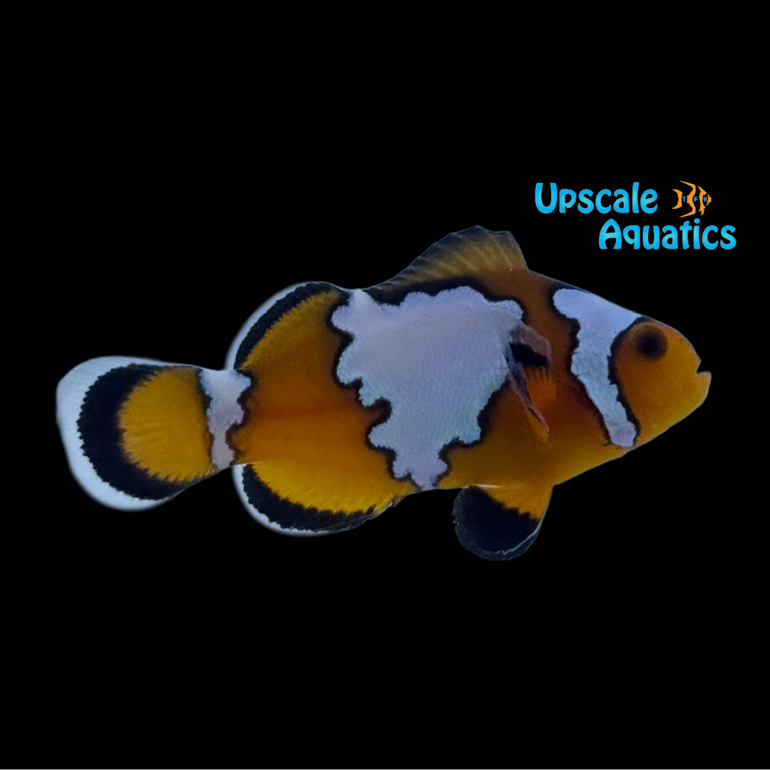 Ice Mocha Clownfish (Amphiprion ocellaris)