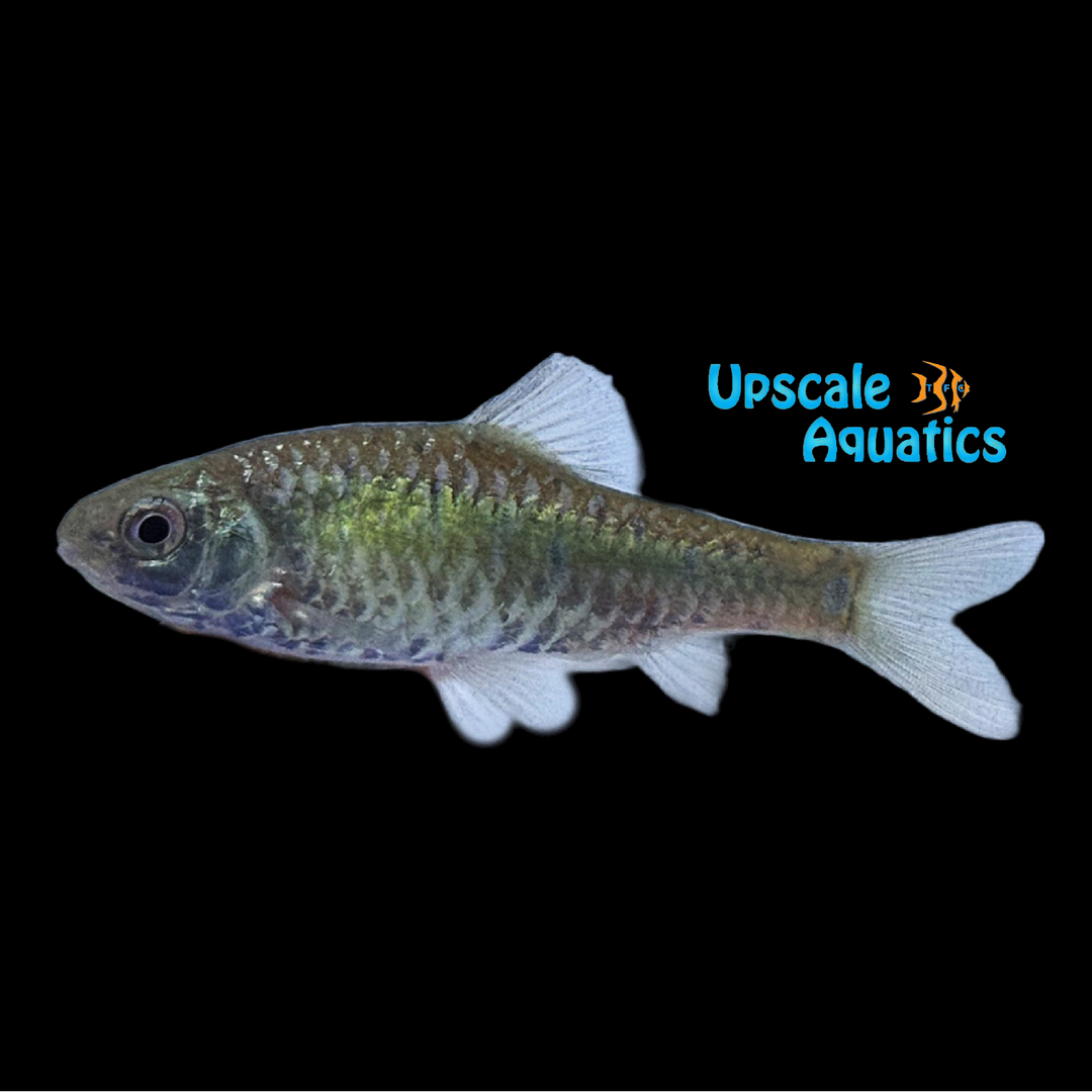 Taiwan Gold Barb 'Wild' (Barbodes semifasciolatus)