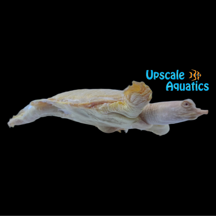 Albino Chinese Softshell Turtle (Pelodiscus sinensis)