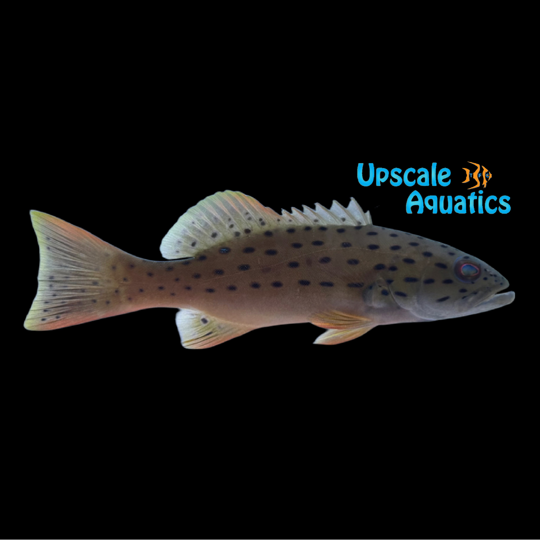 Blue Spotted Vampire Grouper (Plectropomus maculatus)