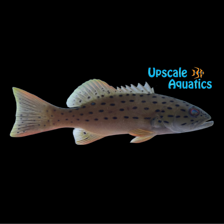 Blue Spotted Vampire Grouper (Plectropomus maculatus)