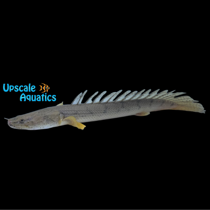 Congo Bichir (Polypterus congicus)
