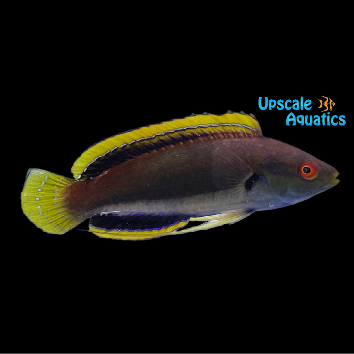 Fine Spotted Fairy Wrasse (Cirrhilabrus punctatus)