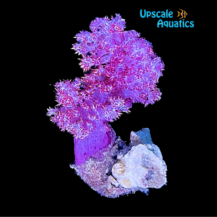 Red Carnation Tree Coral (Dendronephthya sp.)