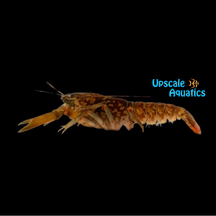 Papua Monticola Lobster (Cherax monticola)