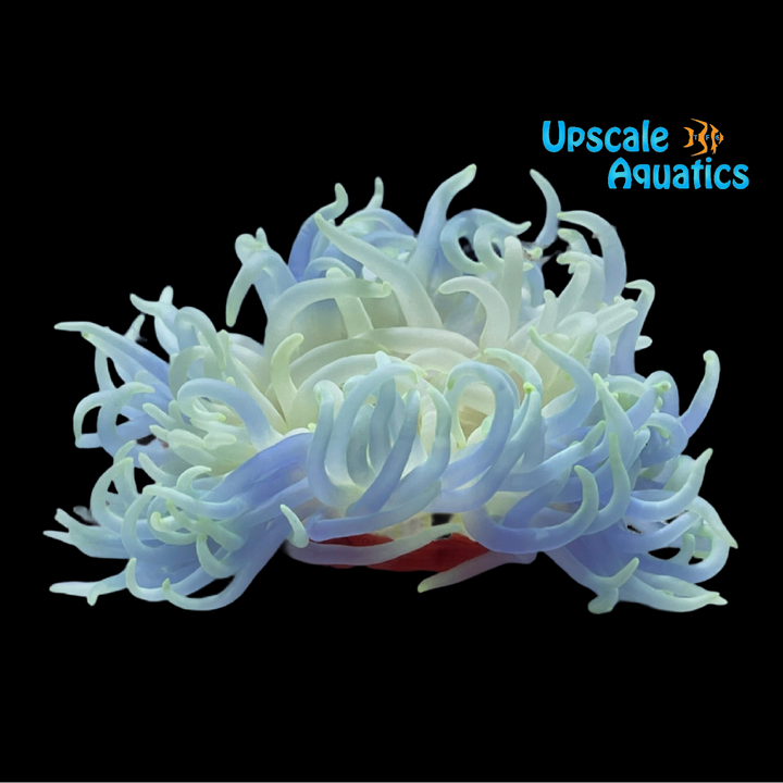 Blue Long Tentacle Anemone (Macrodactyla doreensis)