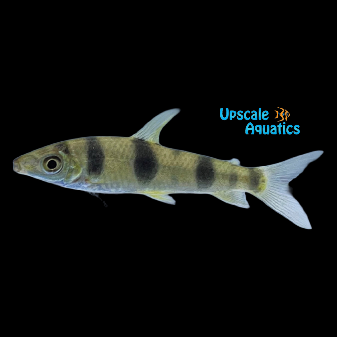Saddle Spot Leporinus (Leporinus maculatus)