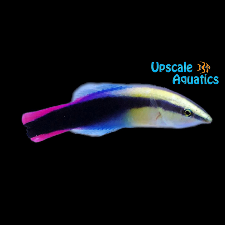 Hawaiian Cleaner Wrasse (Labroides phthirophagus)