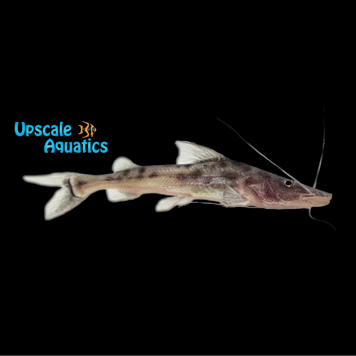 Peru Piraiba Catfish (Brachyplatystoma capapretum)