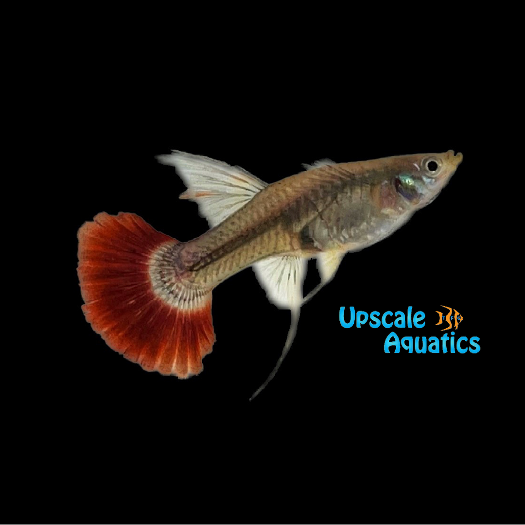 HB Red Rose Ribbon Guppy (Poecilia reticulata)