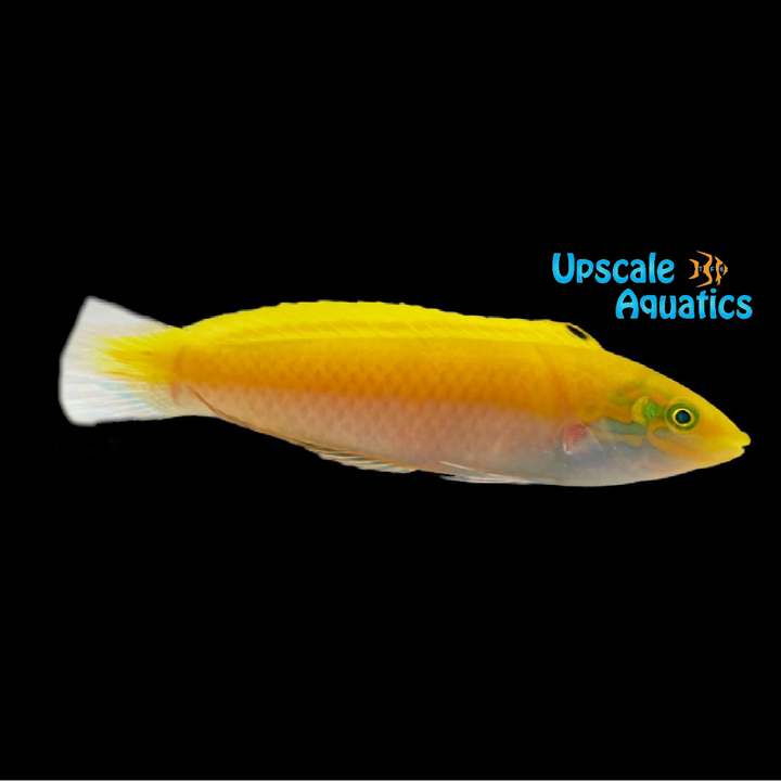 Yellow & Purple Coris Wrasse (Halichoeres leucoxanthus)