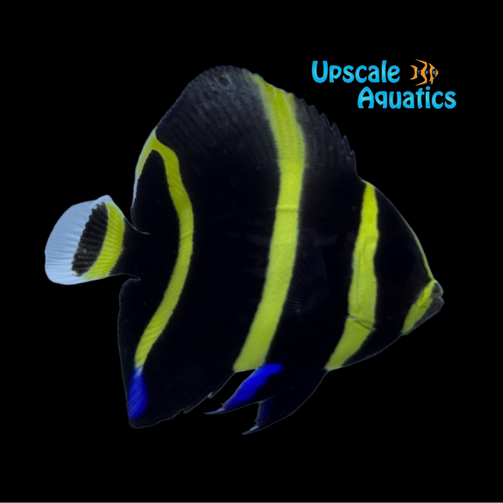 Gray (Black) Angelfish - Juvenile (Pomacanthus arcuatus)