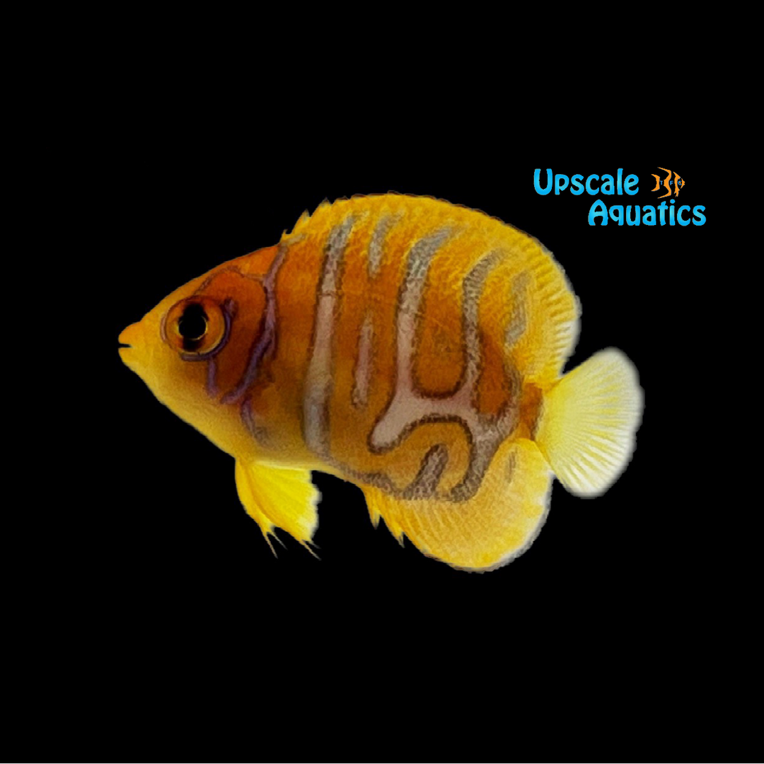 Regal Angelfish - Captive Bred 'Special Pattern' (Pygoplites diacanthus)