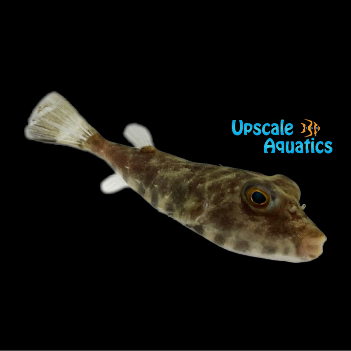 Longnose Puffer (Sphoeroides lobatus)