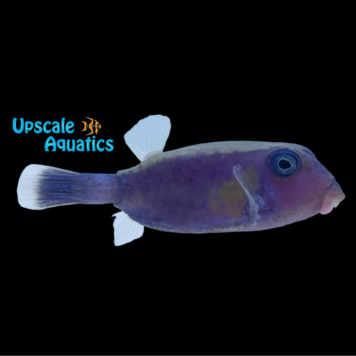 Arabian Boxfish (Ostracion cyanurus)