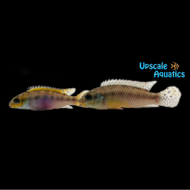 Kribensis Cichlid 'Idenau' (Pelvicachromis kribensis 'Idenau')