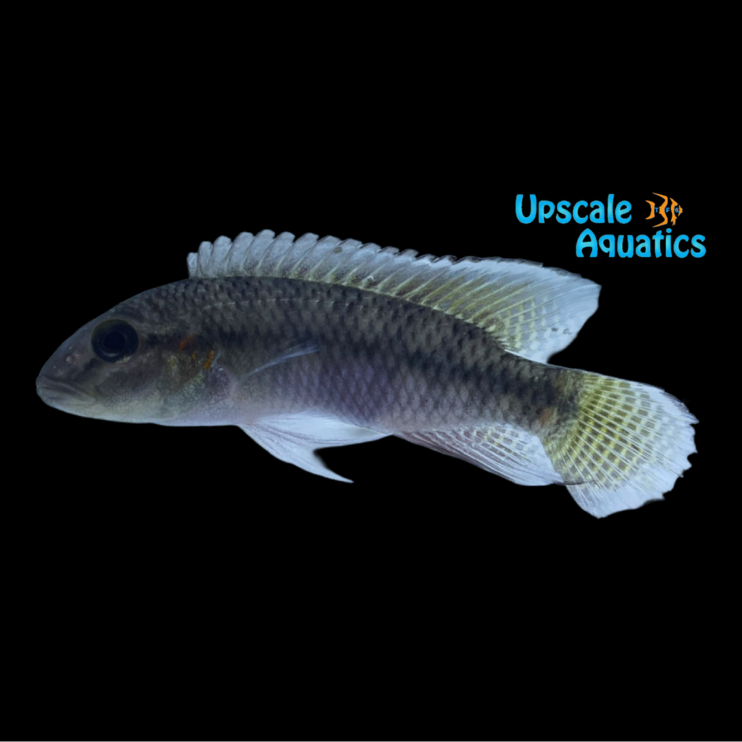 Parananochromis Caudifasciatus