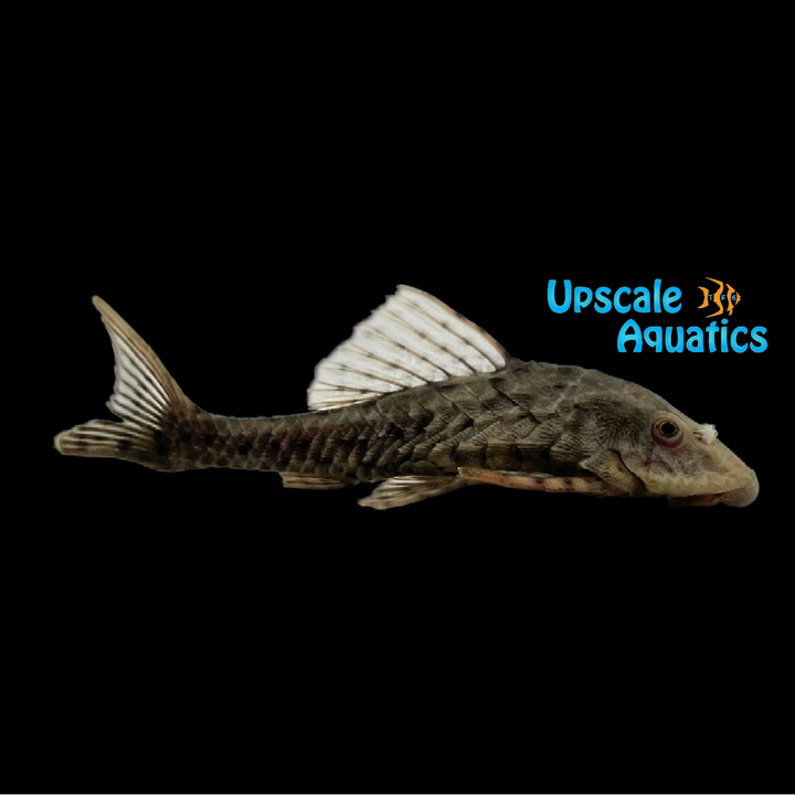 Pineapple Pinecone Pleco L152 (Pseudorinelepis genibarbis)
