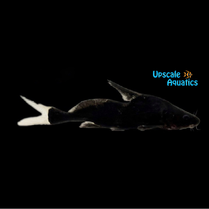 Black Lancer Catfish (Bagrichthys macracanthus) – Upscale Aquatics