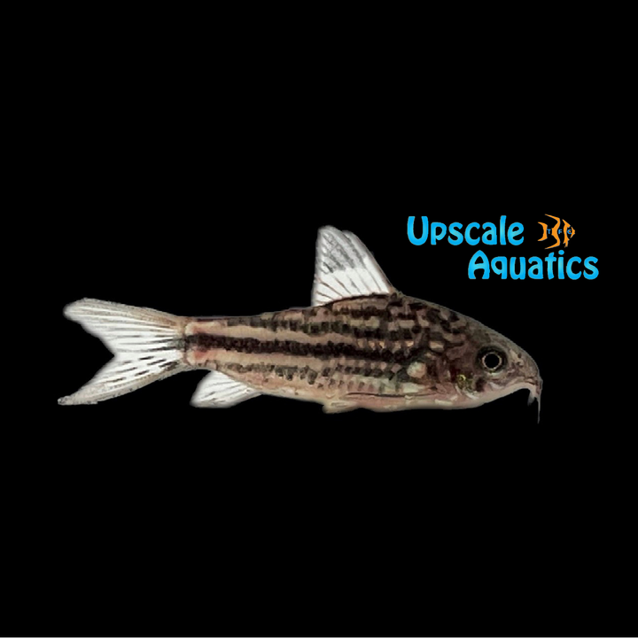 Napoensis Cory (Corydoras napoensis)