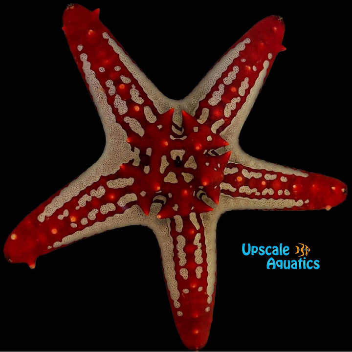 African Crimson Knobbed Starfish (Protoreaster linckii)