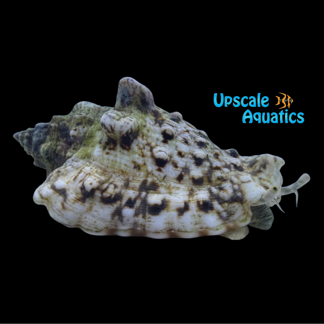 Silver Lip Conch (Lentigo Lentiginosus)