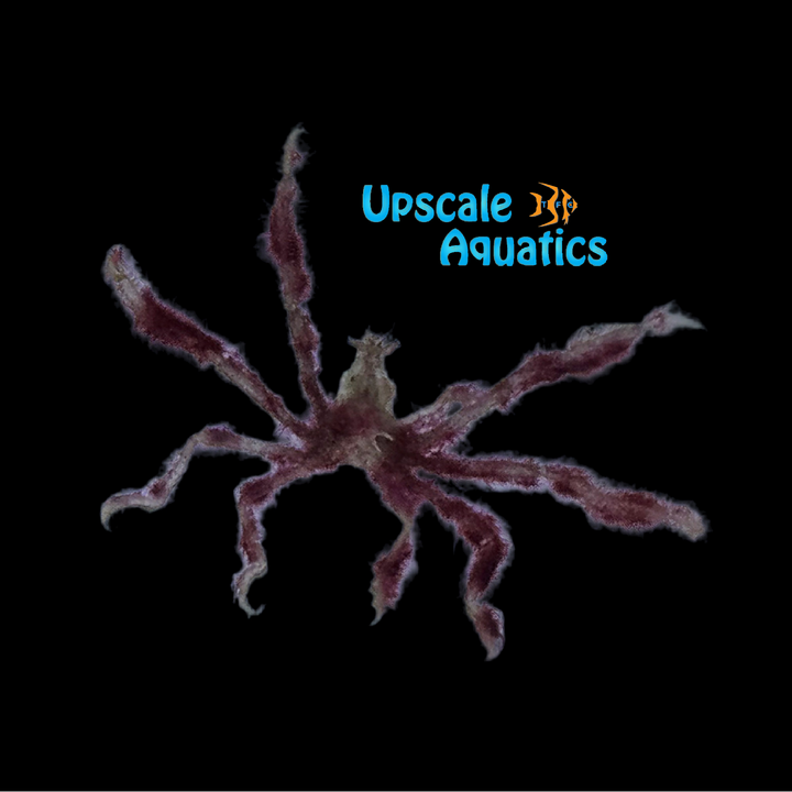 Orangutan Crab (Achaeus japonicus)