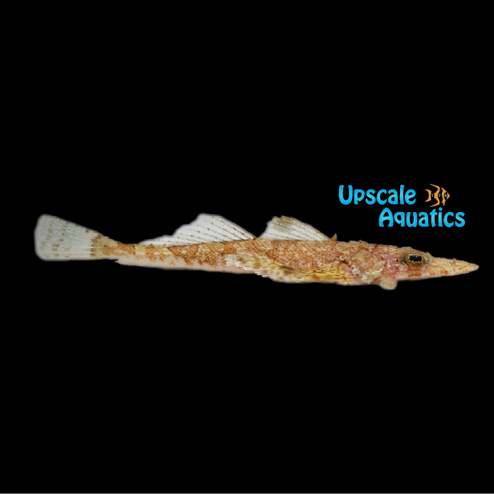 Crocodilefish (Cymbacephalus beauforti)