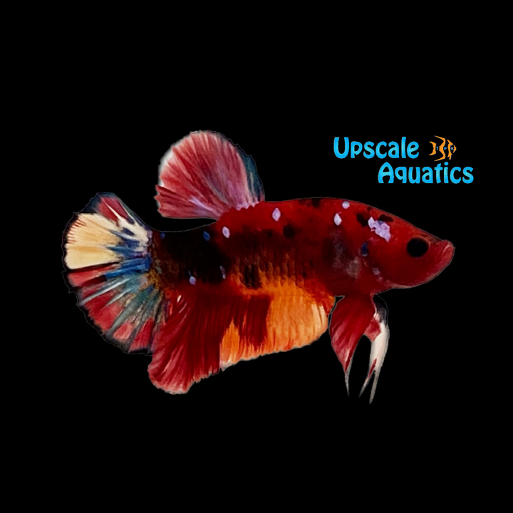 Koi Plakat Betta - Male (Betta splendens)