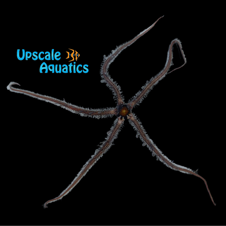 Knobby Brittle Starfish (Ophiomastix annulosa)