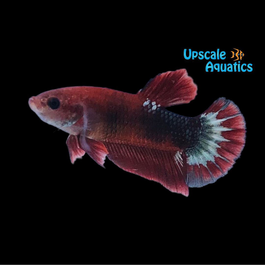 Hellboy Plakat Betta - Male (Betta splendens)
