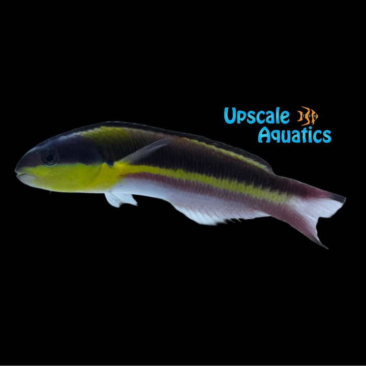 Mexican Rainbow Rock Wrasse (Thalassoma lucasanum)