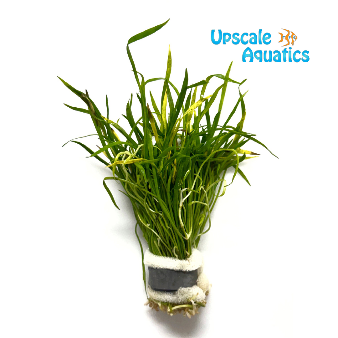 Brazilian Micro Sword (Lilaeopsis brasiliensis)