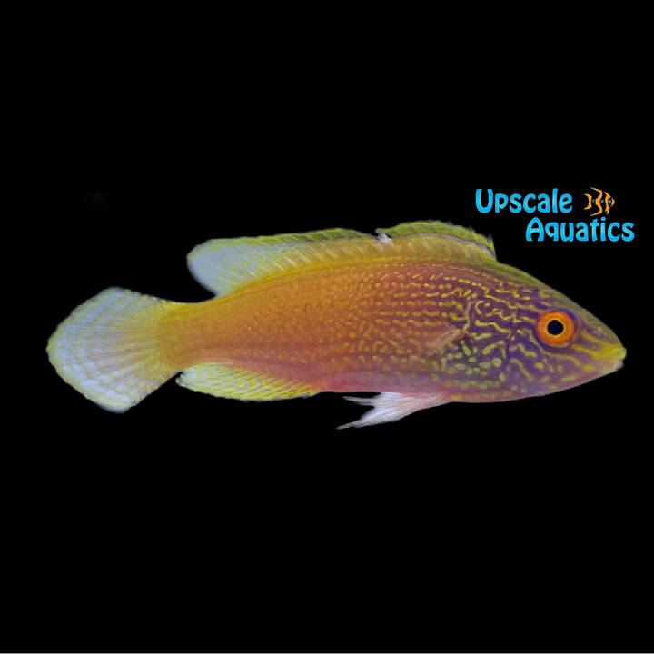 Golden Rhomboid Fairy Wrasse (Cirrhilabrus rhomboidalis)